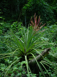 Positive environmental indicators exhibit the province of Camagüey, Cuba